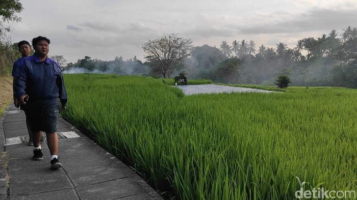 Sistem Subak di Bali Hadapi Ancaman Serius, Alih Fungsi Lahan Jadi Sorotan Utama