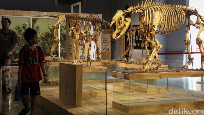 Museum Zoologi Bogor Simpan Kasuari dan Kerapu Raksasa Berusia Ratusan Tahun, Teknologi Pengawetannya Jadi Sorotan