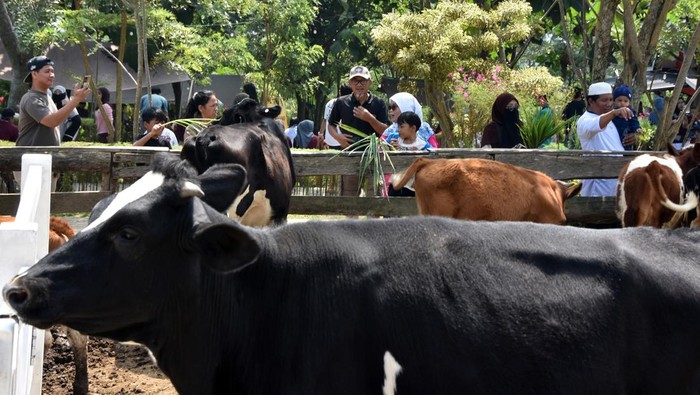 Libur Akhir Pekan Ramai, Wisata Peternakan Bernuansa Pedesaan di Puncak Tarik Ribuan Pengunjung